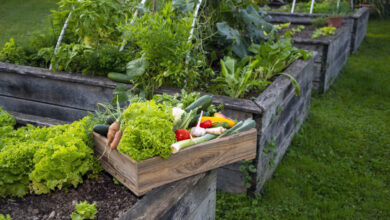 Bed Vegetable Garden