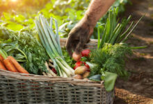 Fast-Growing Vegetables