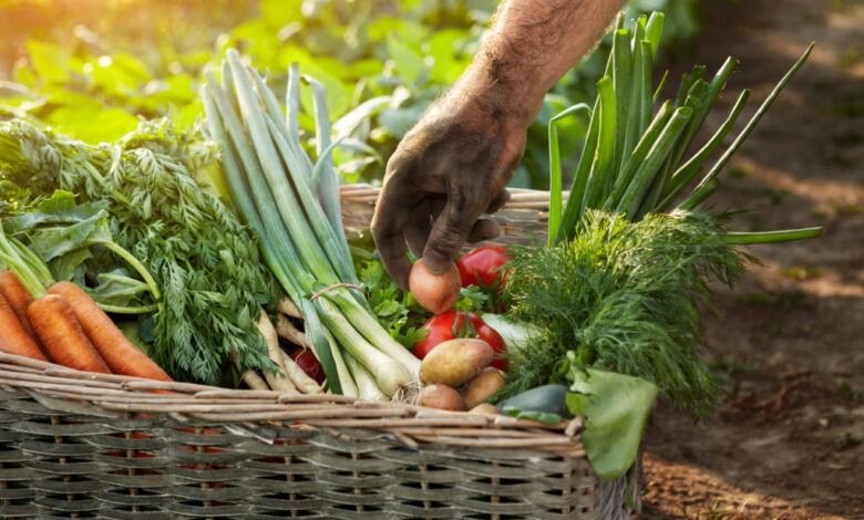 Fast-Growing Vegetables