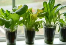 Growing Lettuce Indoors
