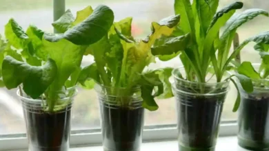 Growing Lettuce Indoors