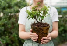 Growing Season