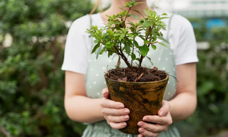 Growing Season
