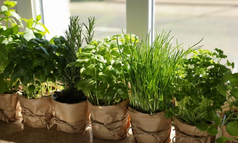 Herbs Indoors