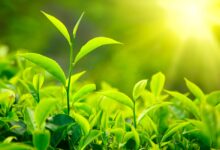Plants