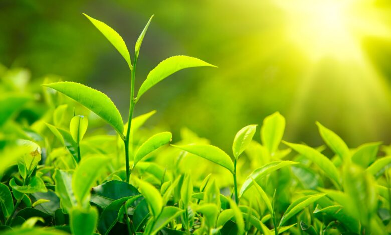 Plants