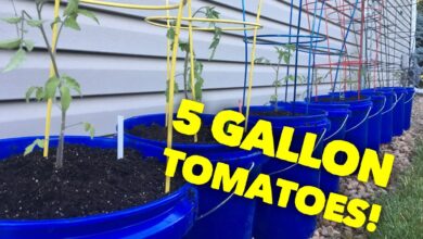Tomatoes in 5 Gallon Buckets