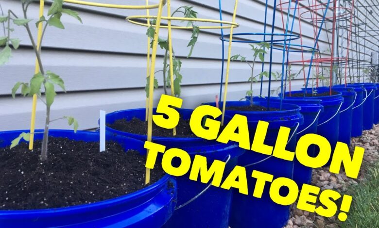 Tomatoes in 5 Gallon Buckets