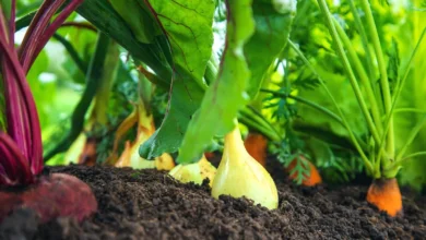 Vegetables That Grow