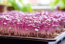 Microgreens