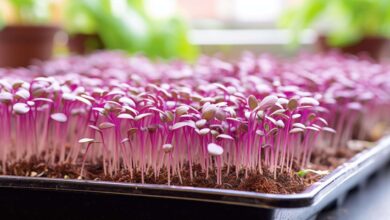 Microgreens