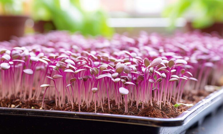 Microgreens