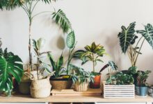 Tropical Houseplants
