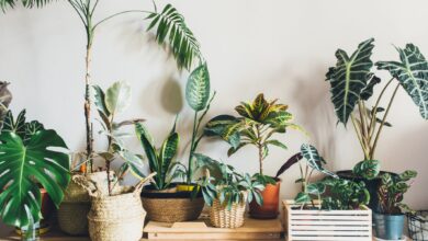 Tropical Houseplants