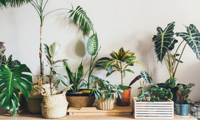 Tropical Houseplants